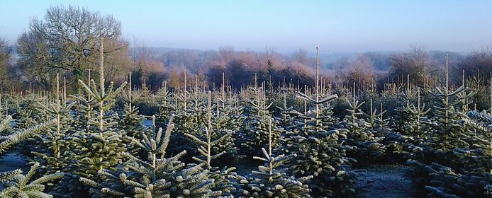 beau-sapin-naturel