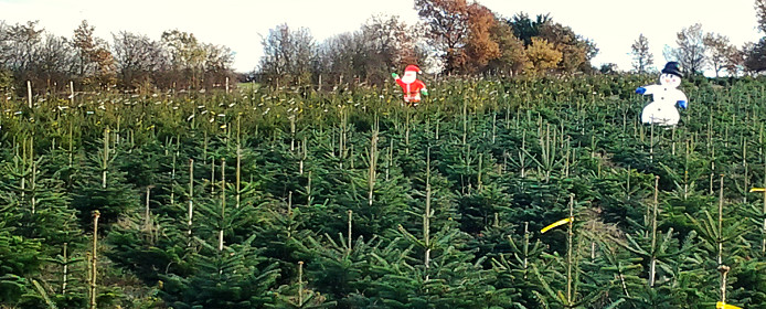 cuillir-sapins-pour-noel