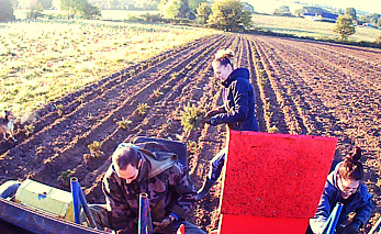 culture-jeunes-pins-france culture-jeunes-pins-france