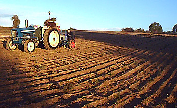 plantation-jeunes-pins-france plantation-jeunes-pins-france