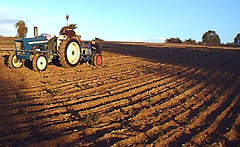 plantation-jeunes-pins-france