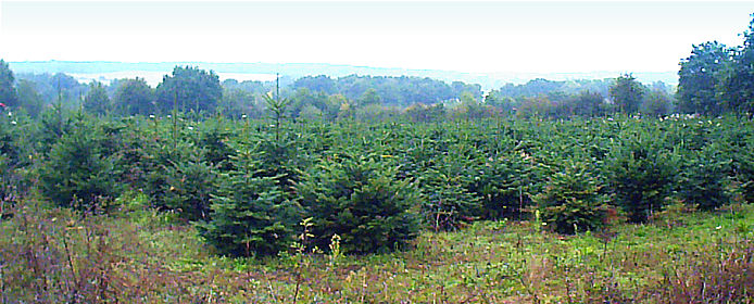 plantation-sapins-noel