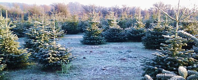 recolte-sapins-noel recolte-sapins-noel