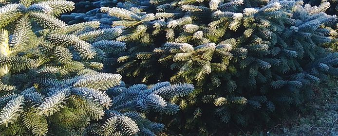 sapin-givre-hiver