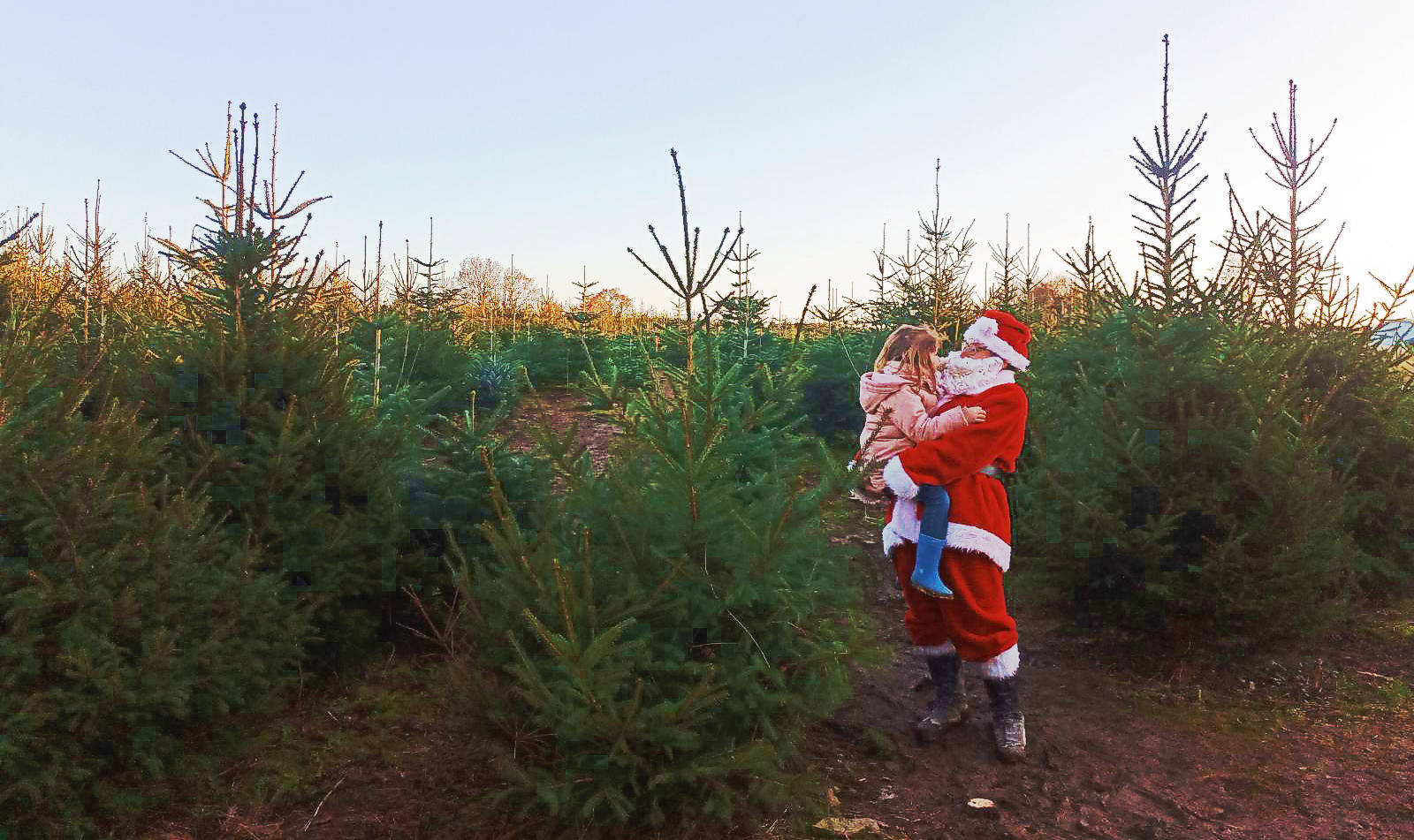 sapin-pere-noel