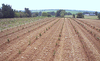 sol-culture-sapin-loire-atlantique